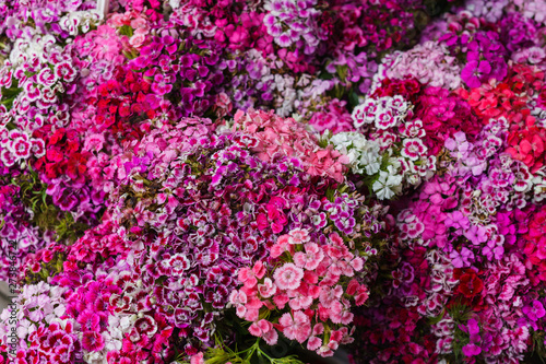 Slika na platnu Bouquet of Turkish carnations on the table in a vase.