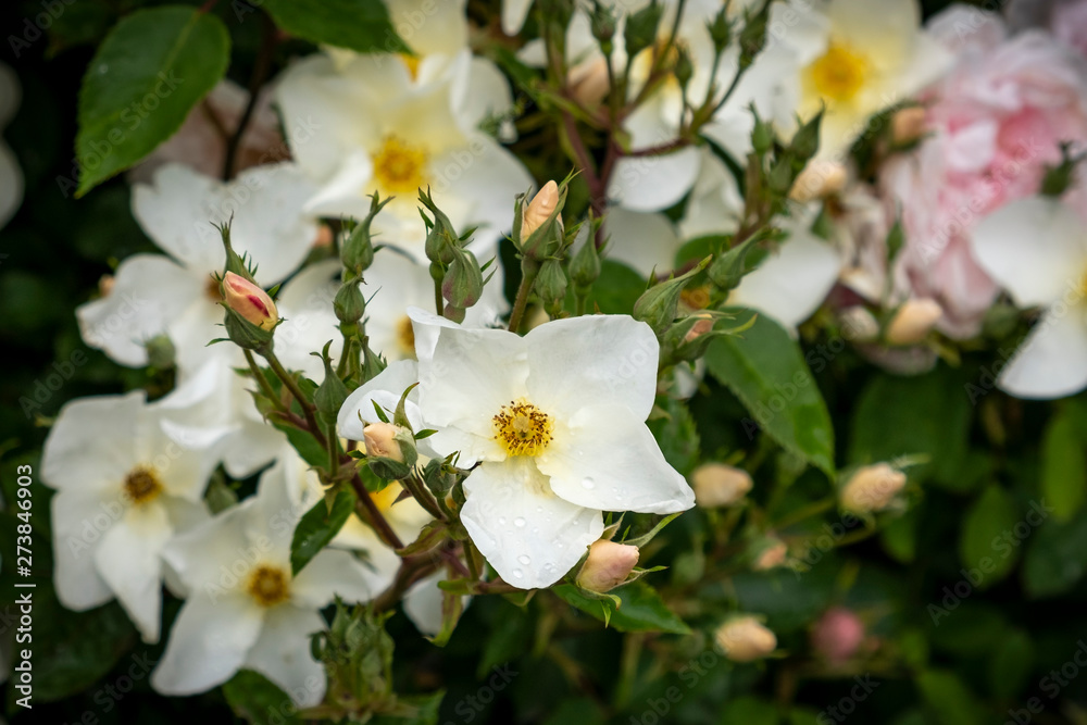 Obraz premium David Austin English shrub rose white bloom, Albrighton, Wolverhampton