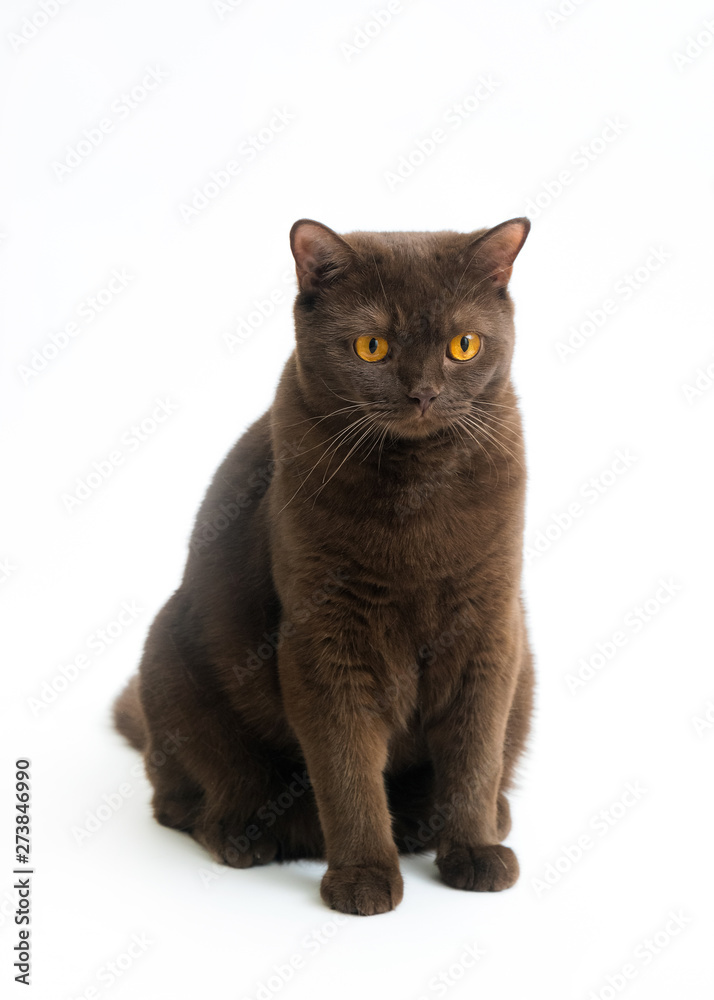 British Shorthair cat isolated on white background. Clipping pat