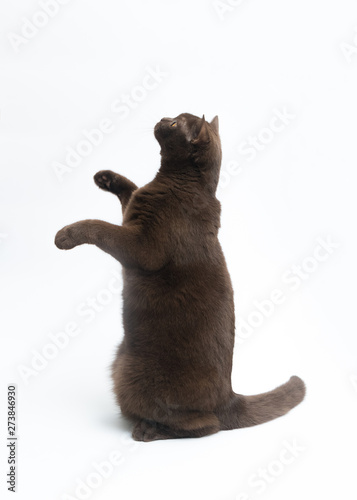 British Shorthair cat isolated on white background. Clipping pat © CrispyMedia