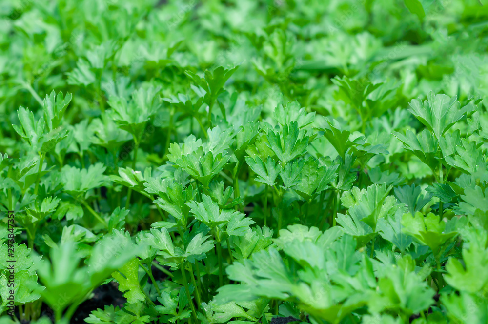 Parsley growing in the garden. Parsley grown outdoors on the farm. Parsley growing in the garden. Parsley grown outdoors on the farm. Green Parsley leaf background Parsley growing in the garden. Parsley grown outdoors on the farm. Parsley growing in the garden. Parsley grown outdoors on the farm. Green Parsley leaf background
