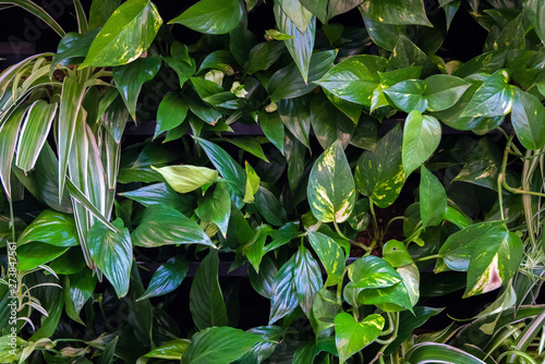 Beautiful green leaves background in tropical green house. Botanical foliage