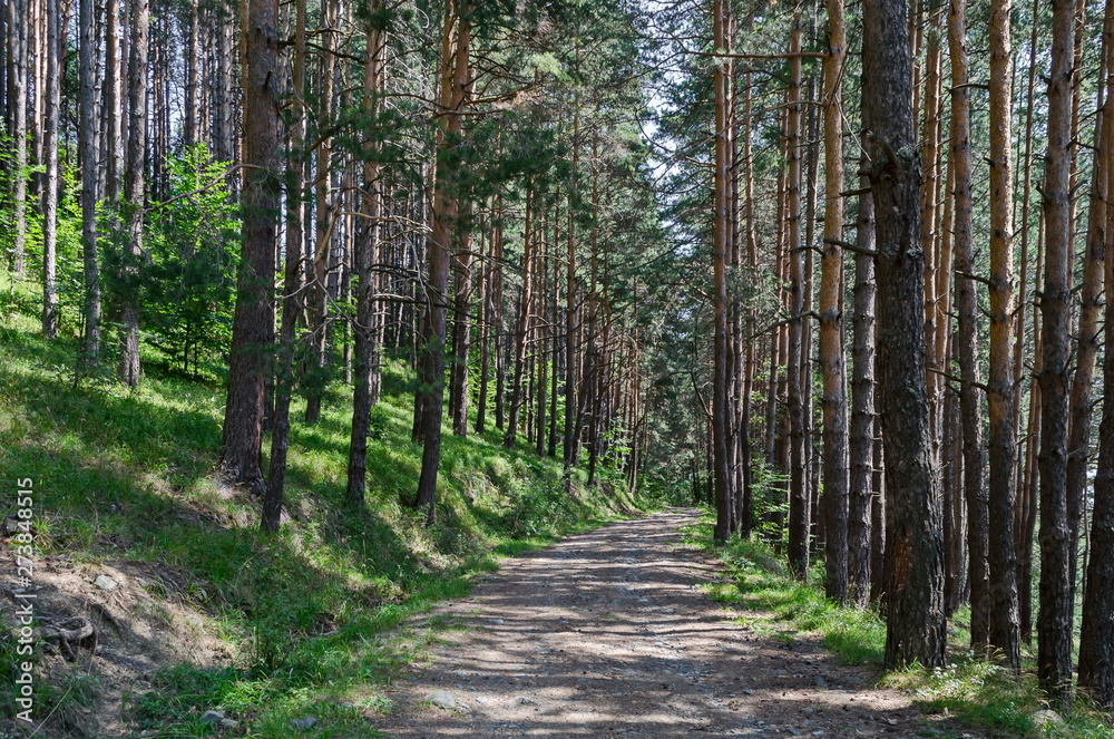 Summer sunlit forest pine-trees with ecological path, Vitosha mountain, Bulgaria Summer sunlit forest pine-trees with ecological path, Vitosha mountain, Bulgaria