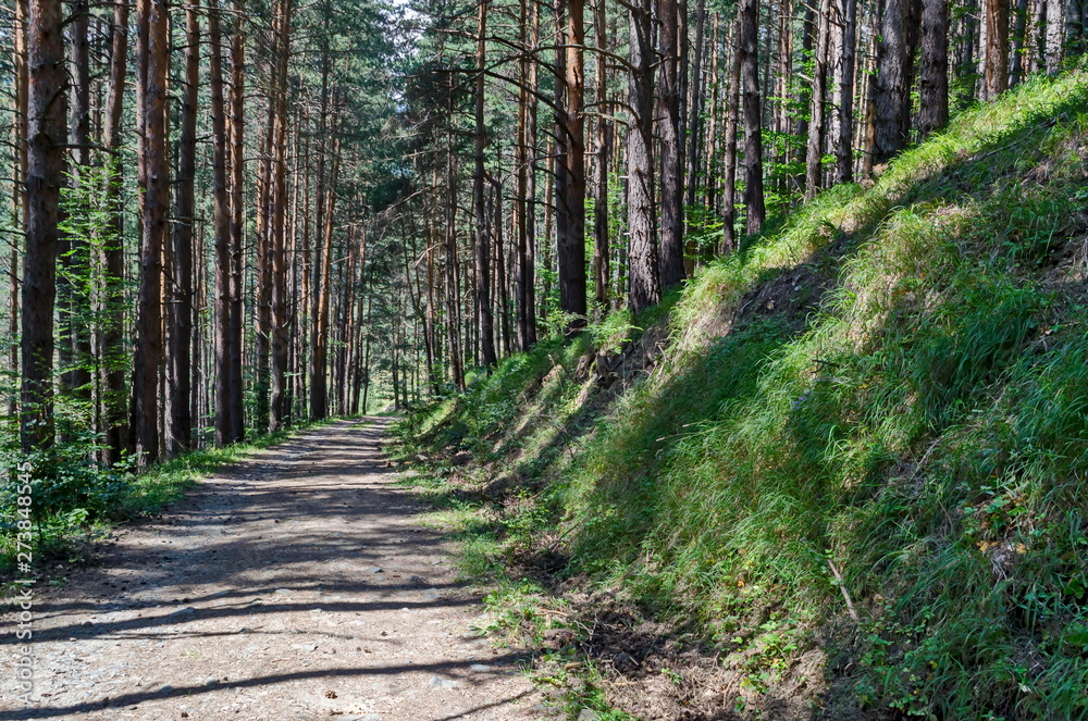 Obraz premium Summer sunlit forest pine-trees with ecological path, Vitosha mountain, Bulgaria 