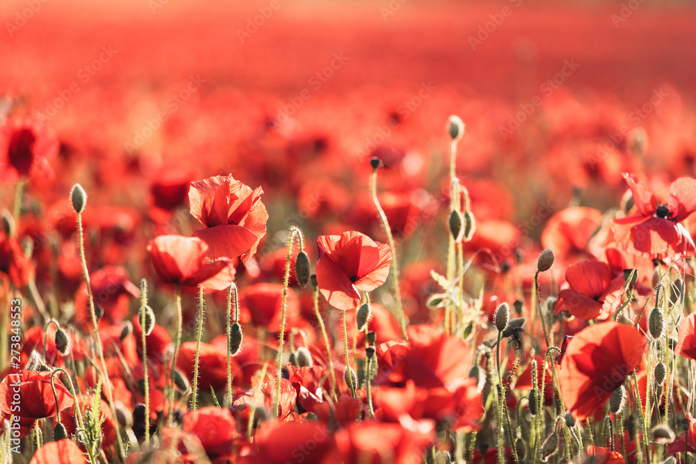 red poppies in poppy field - obrazy, fototapety, plakaty 