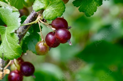 Delicious summer fruit: jostaberry, Ribes.