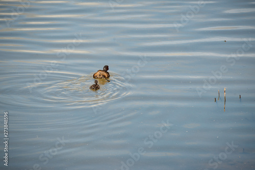 Duck with duckling at The Christopher Cadbury Wetland Reserve at Upton Warren, wildlife trust Worcestershire
