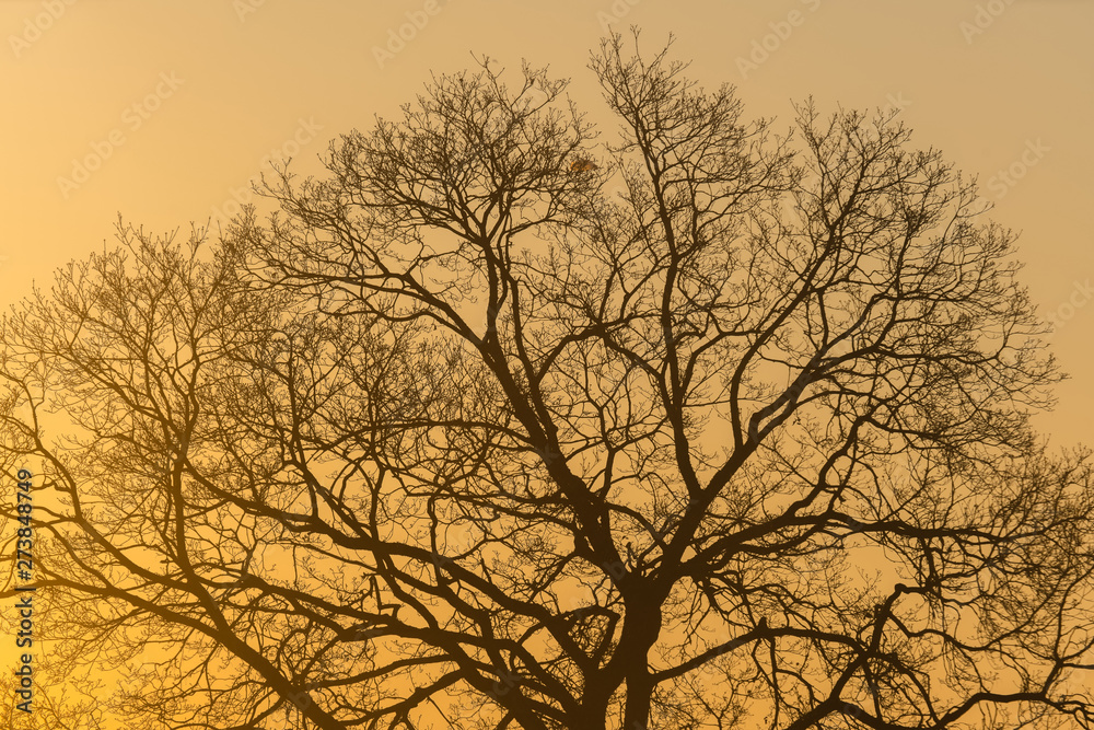 The silhouette majestic tree with idyllic sunset at dusk and clear sky background. Silhouette of dark tree branches at sunrise