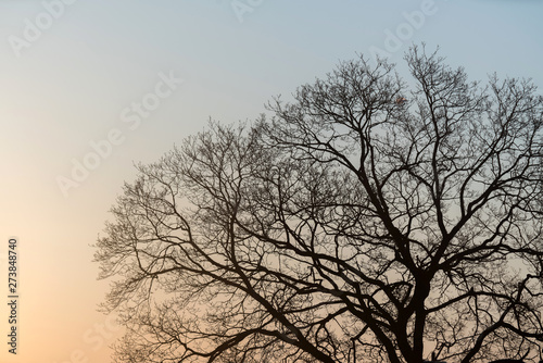 The silhouette majestic tree with idyllic sunset at dusk and clear sky background. Silhouette of dark tree branches at sunrise © CrispyMedia