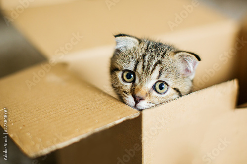 Fototapeta Naklejka Na Ścianę i Meble -  Cute little kitten in box.