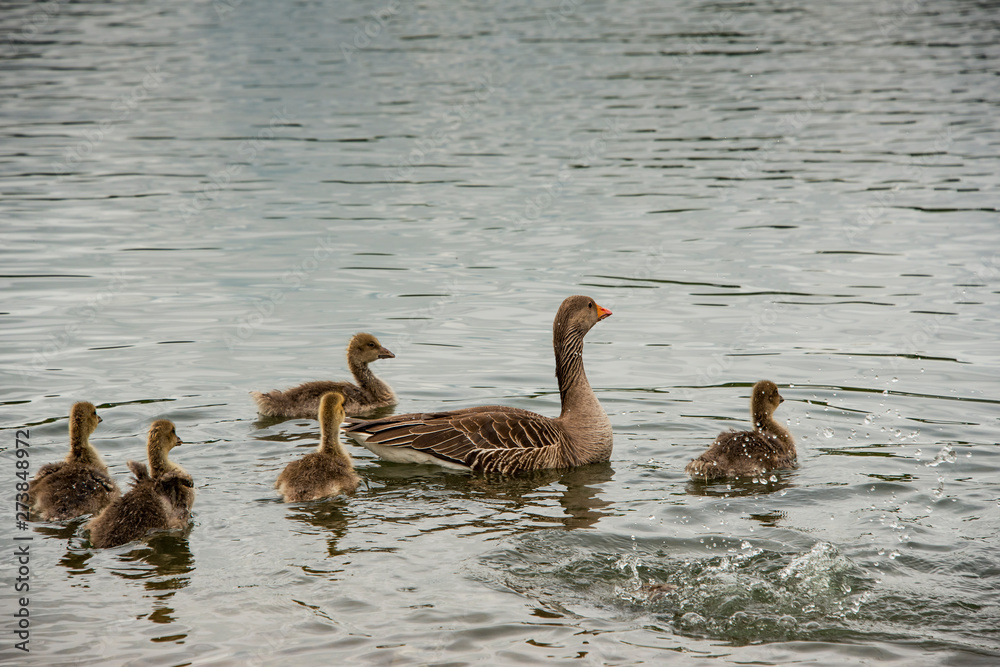 Greylag goose, geese with goslings at The Christopher Cadbury Wetland Reserve at Upton Warren, wildlife trust Worcestershire