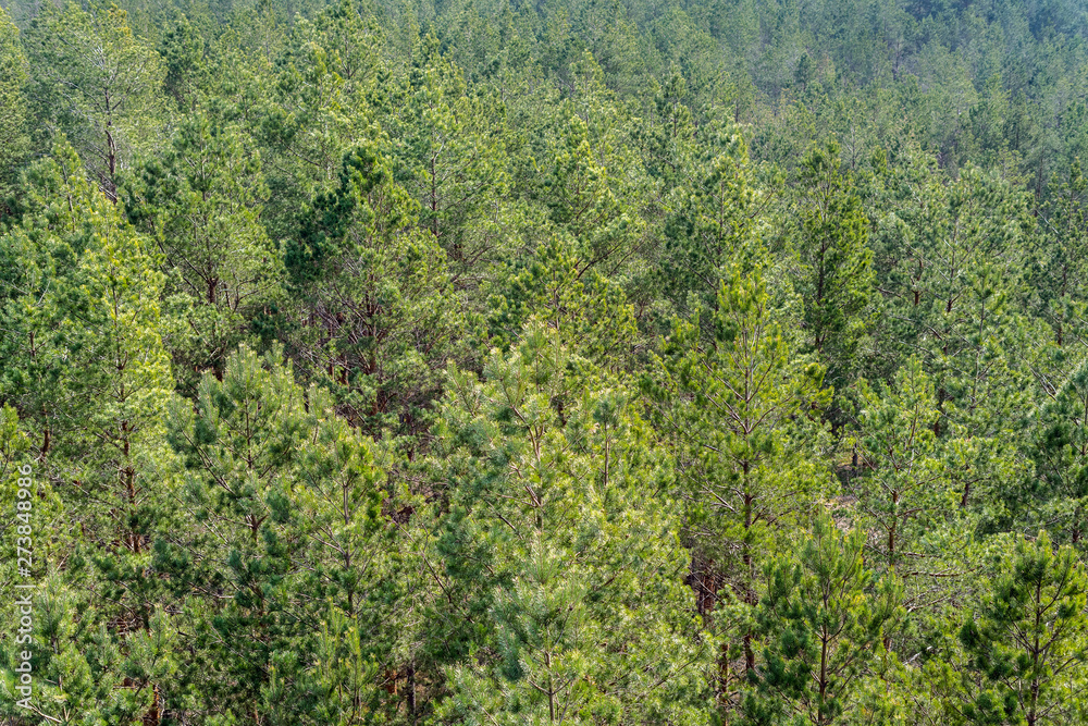 Aerial view of european pine tree forest on a sunny day. Pinetree pattern background, preserving woods