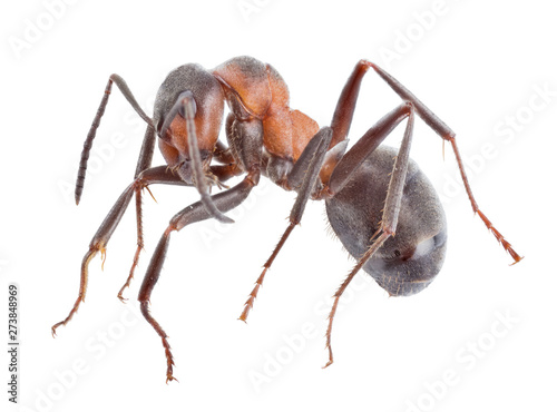 forest brown large isolated ant © Alexander Potapov