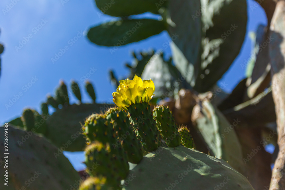 Wild cactus bloomed, yellow bud Wild cactus bloomed, yellow bud