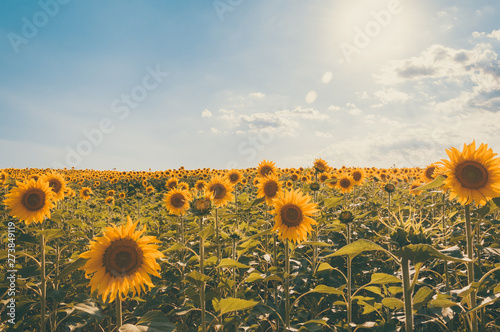 Sunflowers in a sunny field