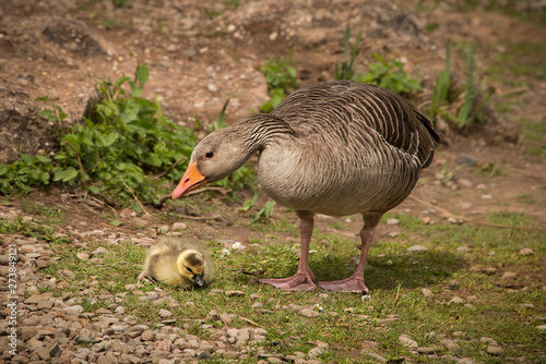 Greylag goose, geese with goslings at The Christopher Cadbury Wetland Reserve at Upton Warren, wildlife trust Worcestershire