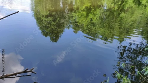 lake summer blue water trees in water