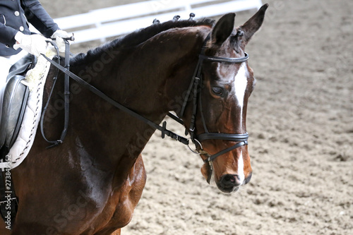 Unknown contestant rides at dressage horse event in riding ground. Head shot closeup of a dressage horse during competition event © acceptfoto