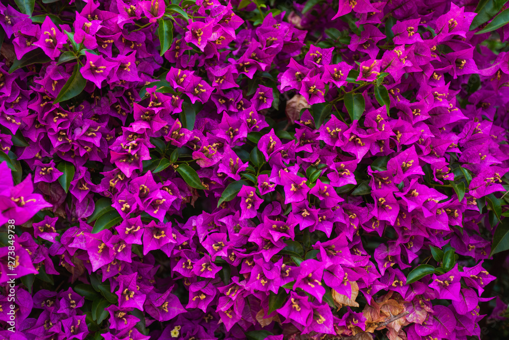 Closeup view of many cute sunny pink flowers growing outdoors in summer or spring garden. Horizontal color photography.