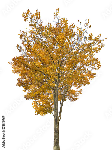 light gold autumn maple large tree isoalted on white