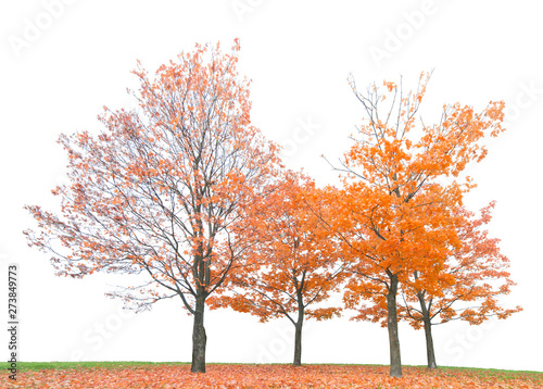 group of orange autumn maple trees isoalted on white
