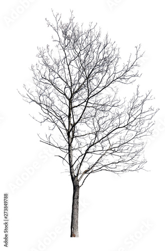 isolated winter maple bare tree © Alexander Potapov