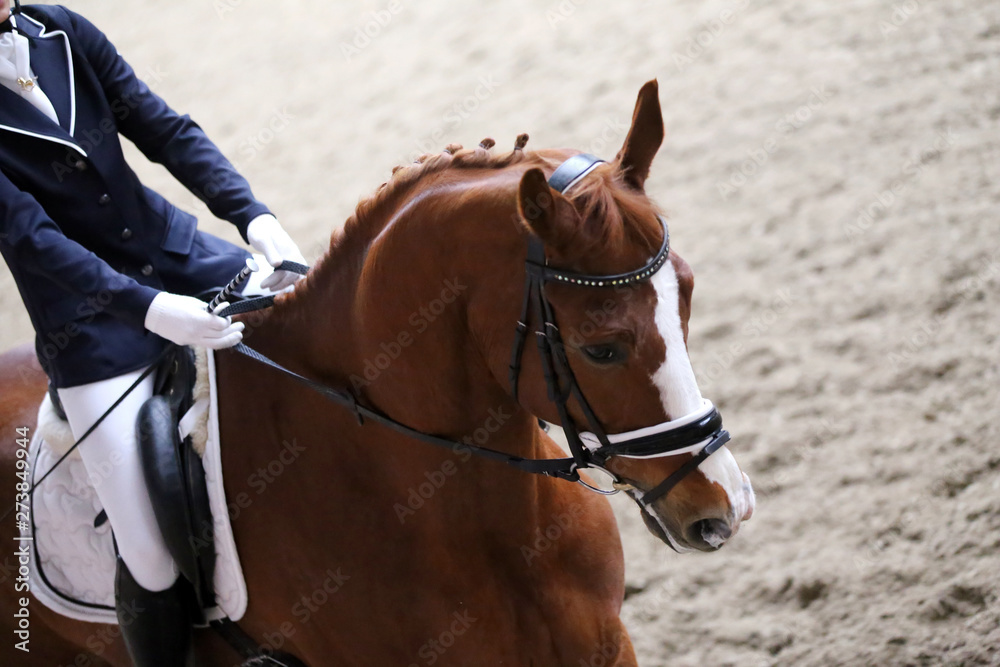 Fototapeta premium Portrait of a sport horse during dressage competition under saddle