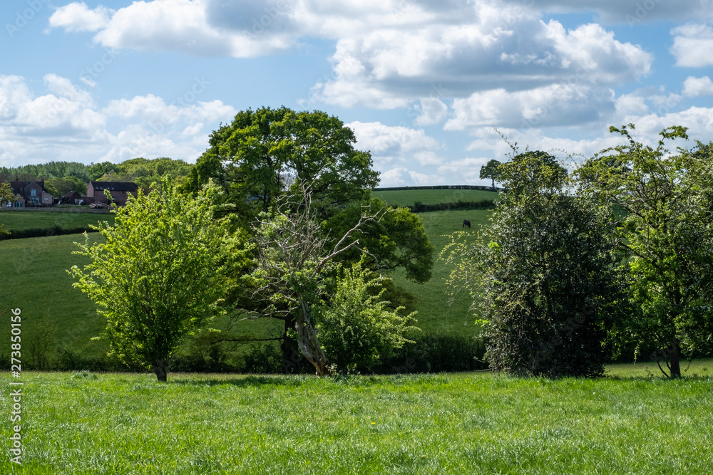 English countryside with trees and fields