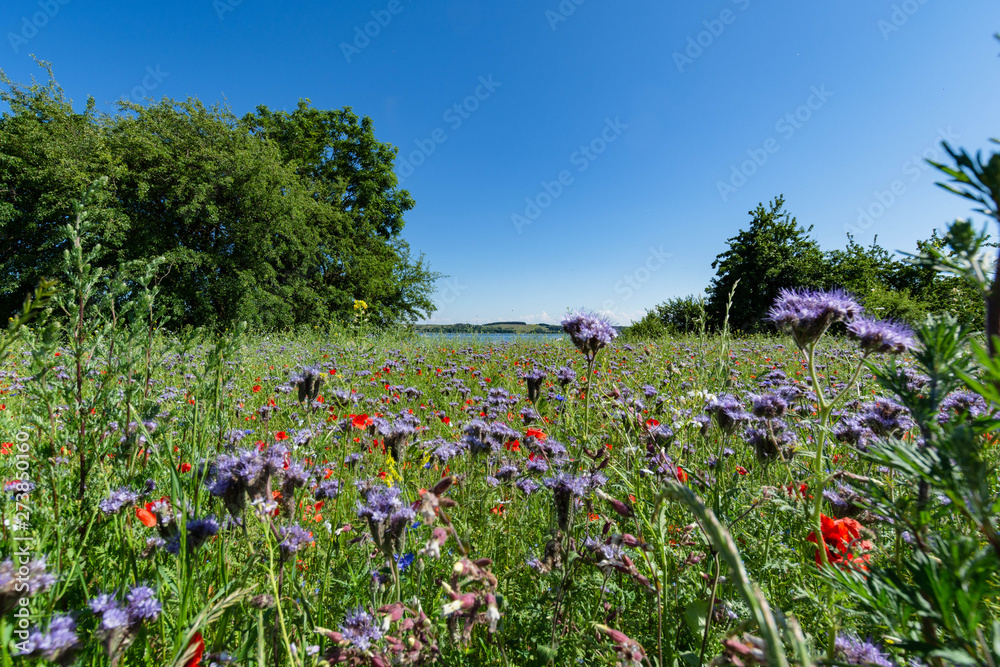 Blumenwiese am Reedevitzer Höft, Halbsinel Mönchgut, Insel Rügen, Blumenwiese am Reedevitzer Höft, Halbsinel Mönchgut, Insel Rügen,