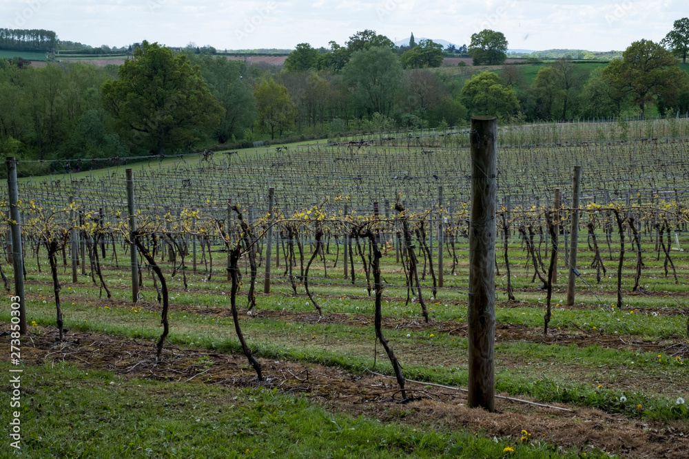 English vineyard in Worcestershire