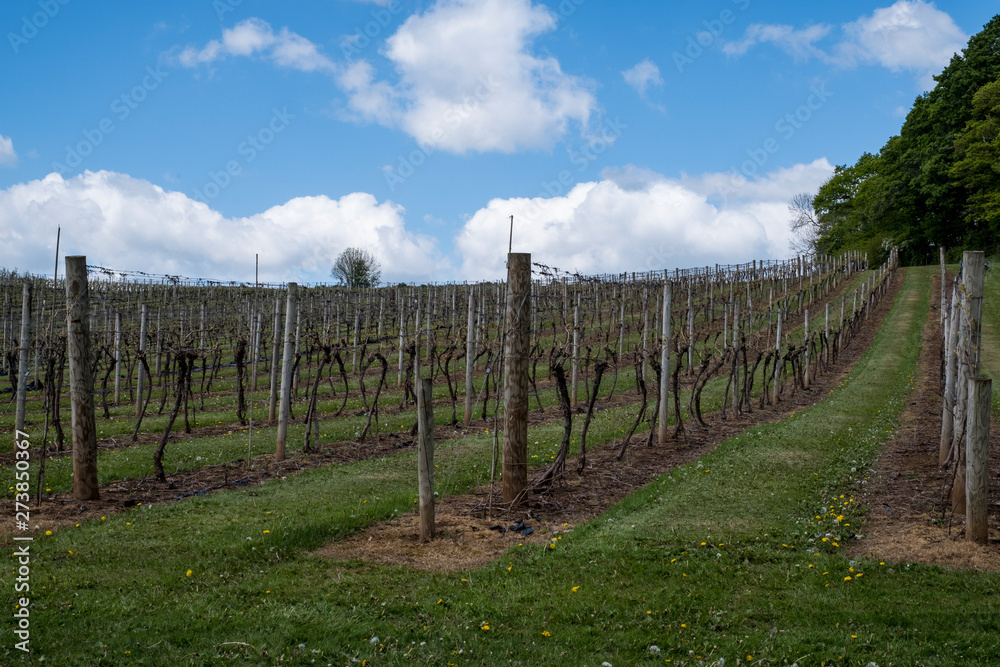 English vineyard in Worcestershire