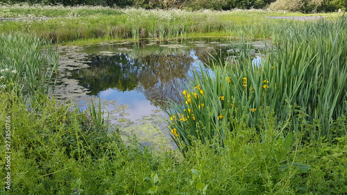 Hanley Swan village pond with yellow flag irises