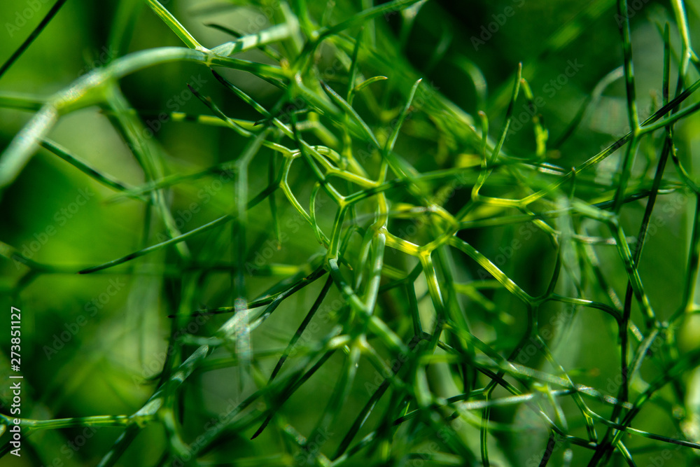 Obraz premium Small grape snail on green dill stalks