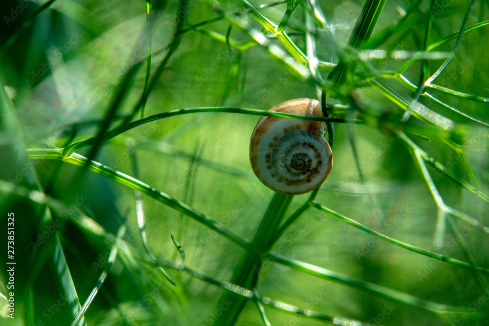 Small grape snail on green dill stalks