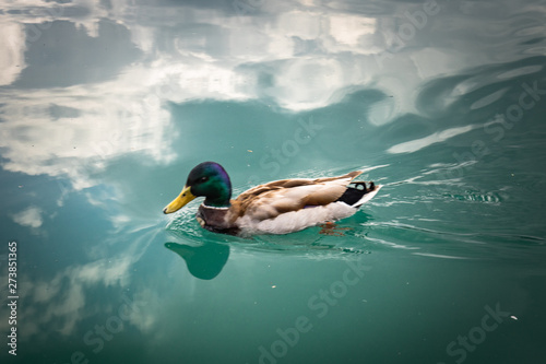 close up of beautiful mallard duck travelling swimming on lake bled