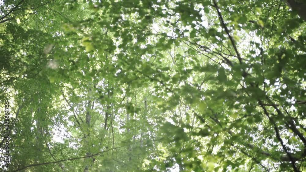 This clip shows a green forest in summer, The camera is looking up into the trees with leaves in the foreground and a beautiful sun backlight. Then it slowly pans down with a nice shift of focus to th This clip shows a green forest in summer, The camera is looking up into the trees with leaves in the foreground and a beautiful sun backlight. Then it slowly pans down with a nice shift of focus to th