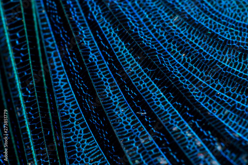 macro photo of a .dragon-fly wing. Abstract background pattern