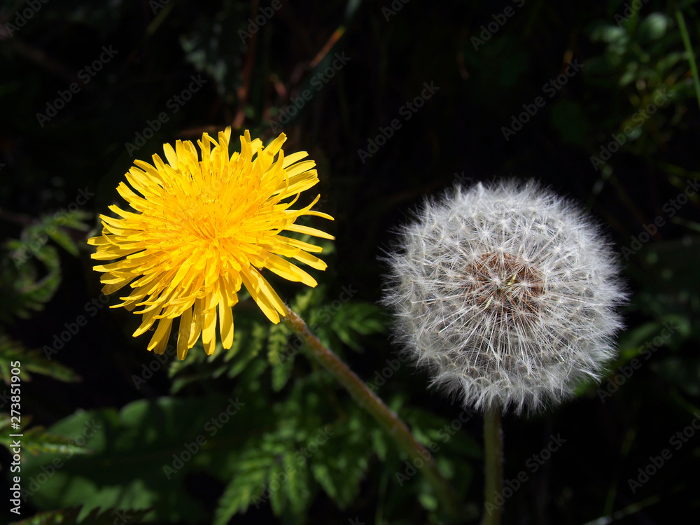 close up of a dandelion flower and puff ball next to each other on a dark background