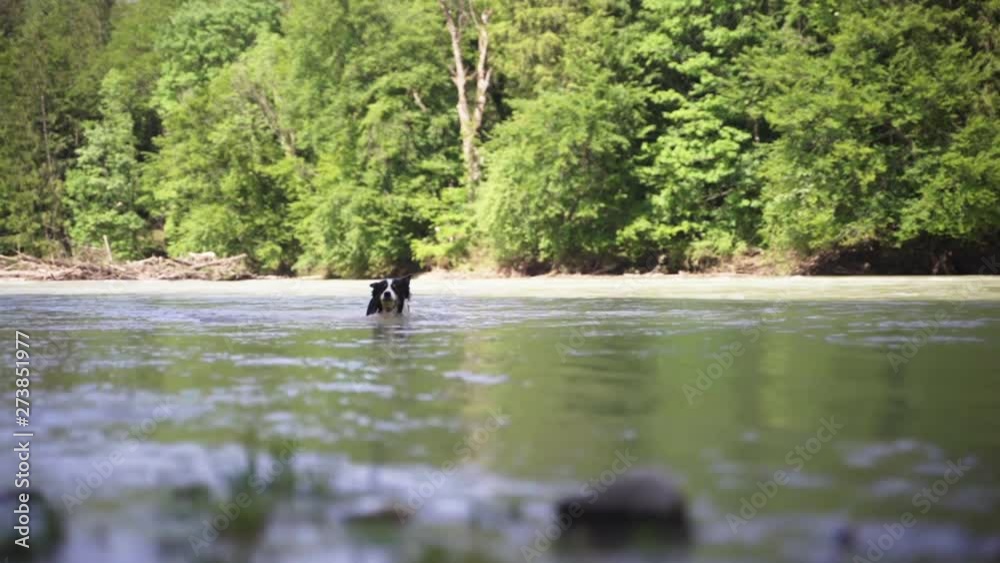 This clip shows a swimming dog crossing a river. After reaching the river banks he is shaking off the water. This clip shows a swimming dog crossing a river. After reaching the river banks he is shaking off the water.