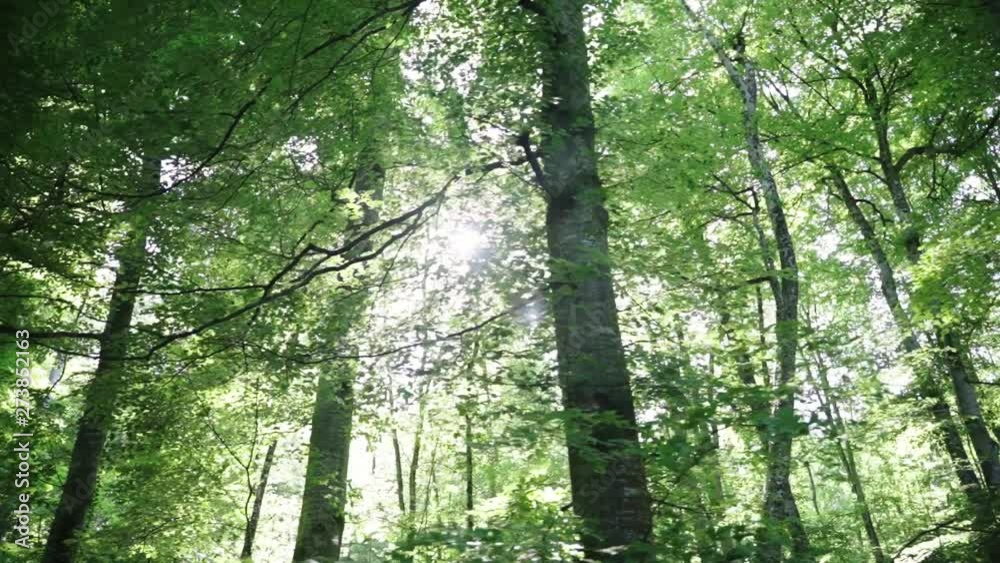 Three clips, showing a green forest in summer, The moving camera is looking up into the trees with leaves in the foreground and a beautiful sun backlight. Three clips, showing a green forest in summer, The moving camera is looking up into the trees with leaves in the foreground and a beautiful sun backlight.