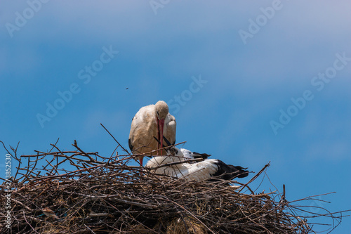 white stork in the nest