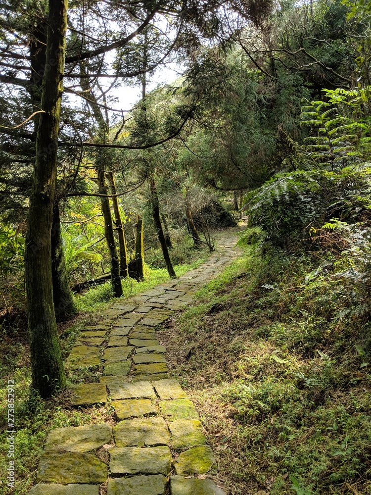 Obraz premium path in the forest