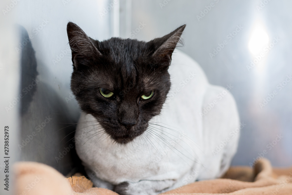 Angry Cat - Matamata Veterinary Services