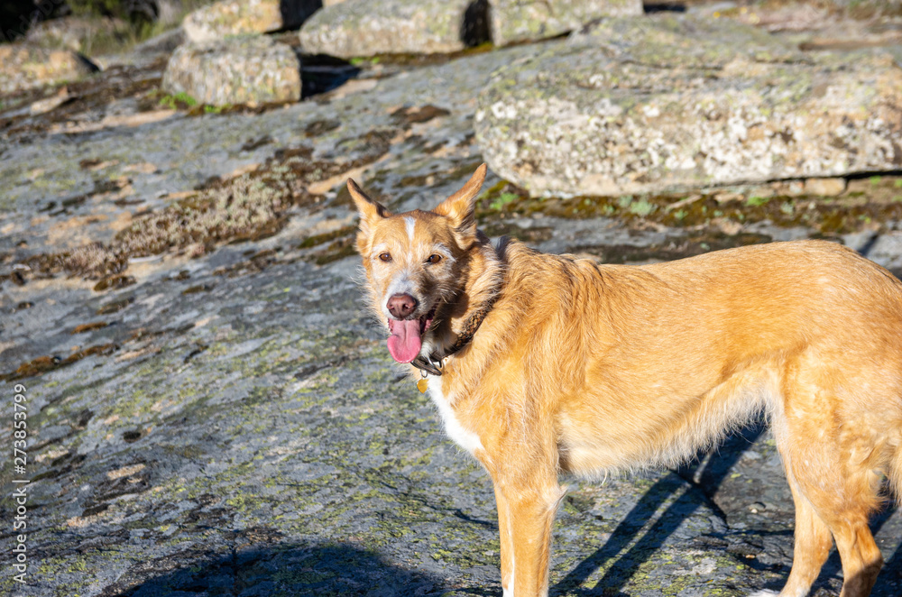 Portrait of a warren hound Portrait of a warren hound