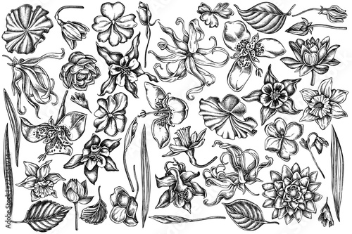 Vector set of hand drawn black and white ylang-ylang, impatiens, daffodil, tigridia, lotus, aquilegia