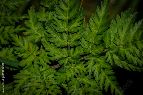 wild green leaves for abstract background