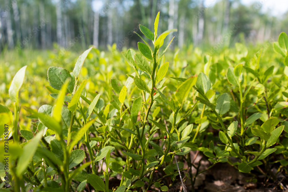 Obraz premium Field. Green leaves in the forest background. Foreground leaves with blurred background. 
