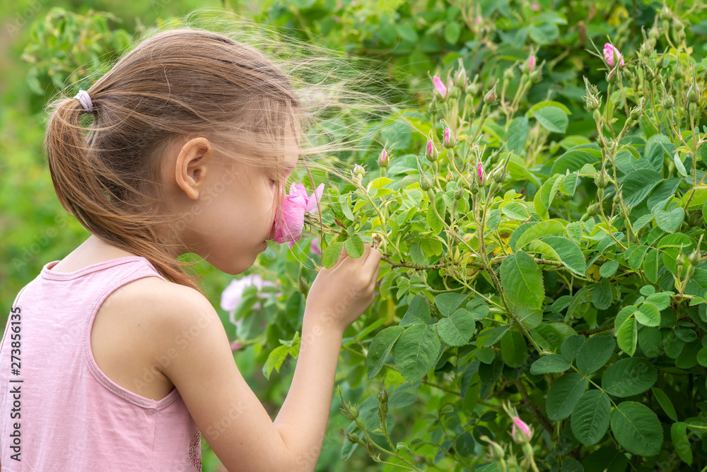Girl and roses / A girl is picking oil-bearing rose (Rosa Damascena) in the fields near Kazanlak, Bulgaria. Close up view. Girl and roses / A girl is picking oil-bearing rose (Rosa Damascena) in the fields near Kazanlak, Bulgaria. Close up view.