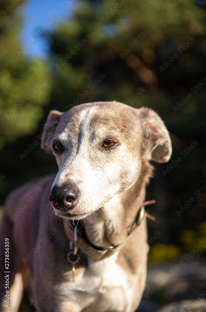 Portrait of a greyhound with forest in background