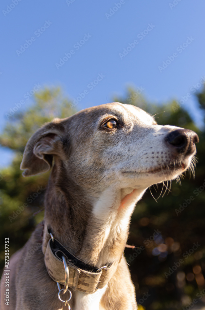Portrait of a greyhound with forest in background